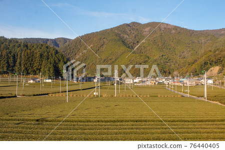 A view of the train window from the Oigawa Railway Tea plantation A view of the train window from the Oigawa Railway Tea plantation 76440405