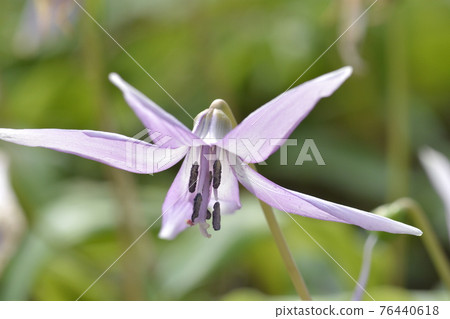 (Image of spring) Katakuri flower 76440618