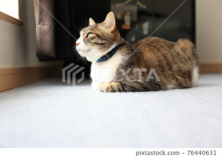 Mike cat Mike cat 76440631