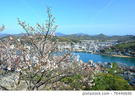 【廣島縣】晴朗時櫻花盛開的千光寺公園 【廣島縣】晴朗時櫻花盛開的千光寺公園 76440686