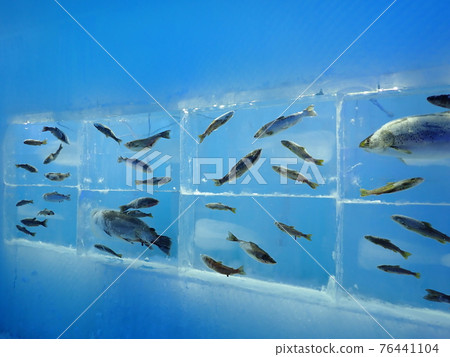 有被困在冰中的魚的冬季水族館 76441104