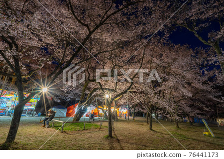 高櫻桃樹 76441173