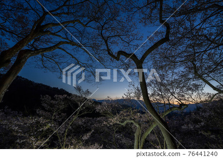 高櫻桃樹 76441240