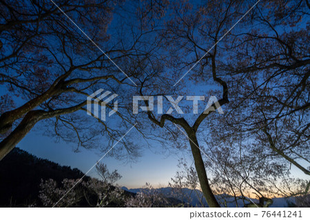 高櫻桃樹 76441241