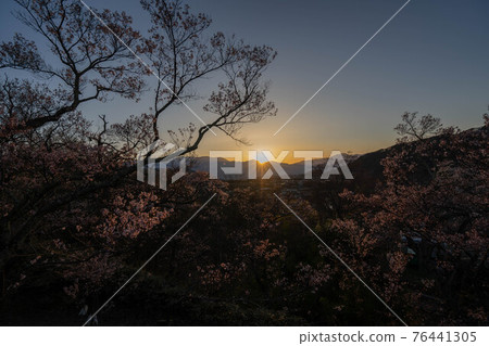 High cherry tree High cherry tree 76441305