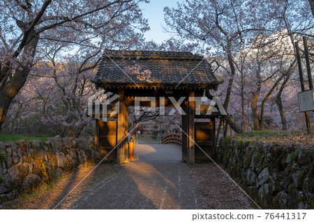 High cherry tree 76441317