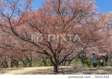 High cherry tree High cherry tree 76441484