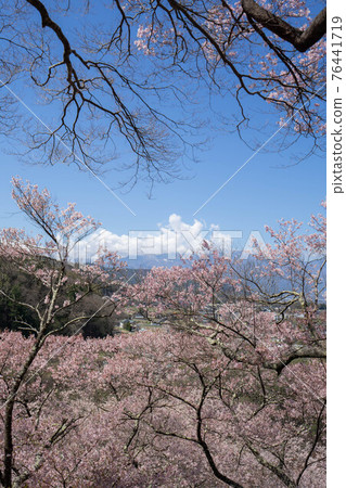 High cherry tree High cherry tree 76441719