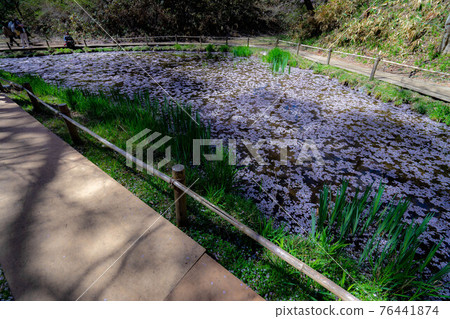 High cherry tree 76441874