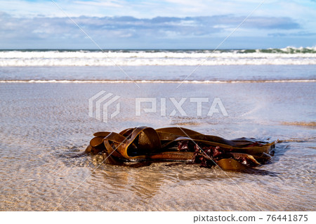 Seaweed on a beach in Portnoo County Donegal - Ireland 76441875