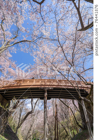 High cherry tree 76441876