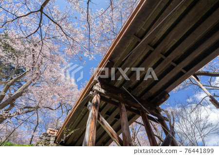 High cherry tree High cherry tree 76441899