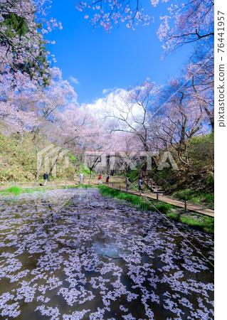High cherry tree 76441957