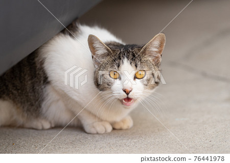 Meow hi-res stock photography and images - Alamy