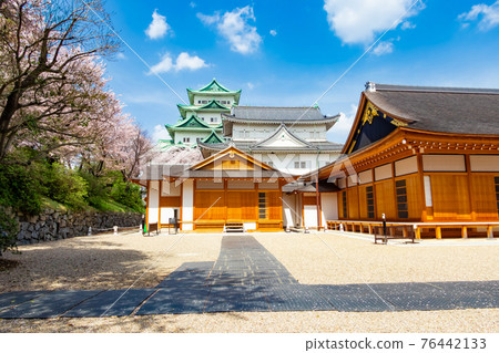 Nagoya Castle, castle tower without goldfish and cherry blossoms in full bloom <Nagoya City, Aichi Prefecture> Nagoya Castle, castle tower without goldfish and cherry blossoms in full bloom <Nagoya City, Aichi Prefecture> 76442133