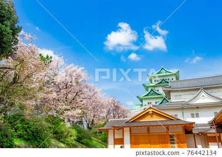 Nagoya Castle, castle tower without goldfish and cherry blossoms in full bloom <Nagoya City, Aichi Prefecture> Nagoya Castle, castle tower without goldfish and cherry blossoms in full bloom <Nagoya City, Aichi Prefecture> 76442134