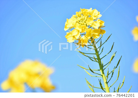 強姦開花 強姦開花 76442201