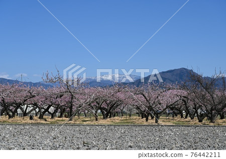 川中島的白桃花 76442211