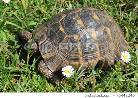 Cute turtle roaming freely in the grass in a wildlife environment 76442246