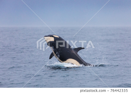 Wild orca migrating to the sea of Shiretoko (off Rausu, Hokkaido) Wild orca migrating to the sea of Shiretoko (off Rausu, Hokkaido) 76442335