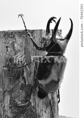 高加索猴子 76442501