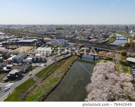 櫻花盛開的清洲城 櫻花盛開的清洲城 76442649