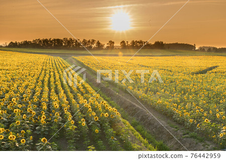 Himawari farm of Hokkaido Kitauru Town 76442959