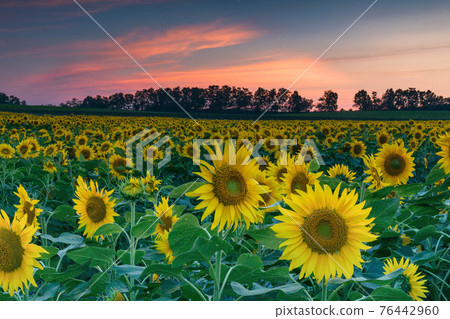 Himawari farm of Hokkaido Kitauru Town Himawari farm of Hokkaido Kitauru Town 76442960