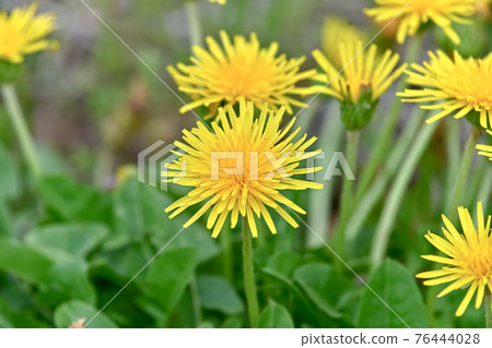 Dandelion (native species) 76444028