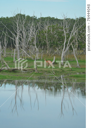 Activities on the Notsuke Peninsula 76444048