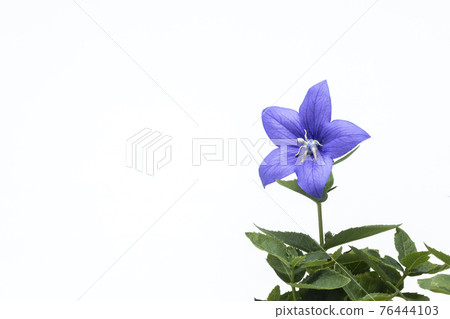 初夏花，桔梗花風景 76444103