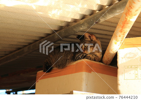 Setouchi Island Cat 76444210