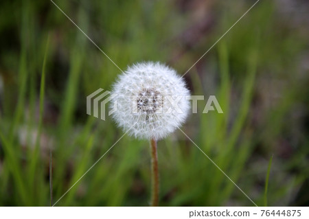 蒲公英的絨毛 蒲公英的絨毛 76444875