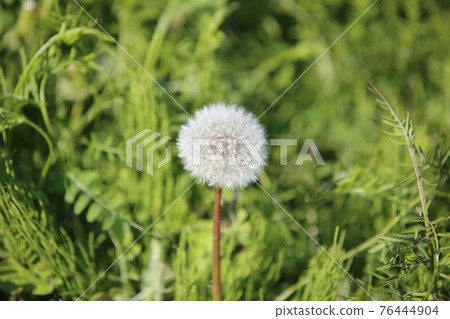 蒲公英的絨毛 蒲公英的絨毛 76444904