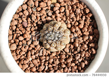 Cactus Hippogaea Copiapoa 76444930