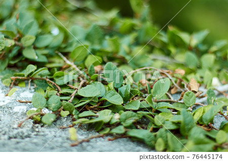 Stone wall and green ivy Stone wall and green ivy 76445174