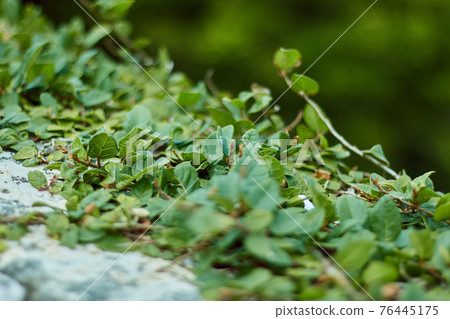 Stone wall and green ivy 76445175