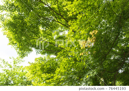 東京八王子的都立公園小宮公園的楓樹 76445193