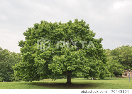 東京八王子的都立公園小宮公園的樹木 76445194