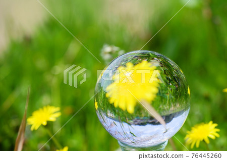 Wildflower dandelion and lens ball 2 Wildflower dandelion and lens ball 2 76445260