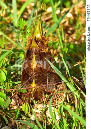 Bamboo shoots after rain 76445305