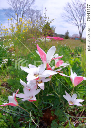 Spring garden 76445377