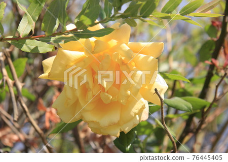 Flower 1 76445405