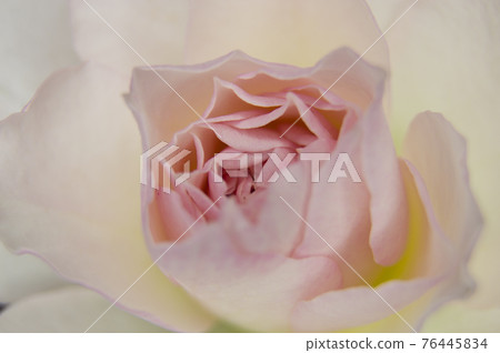 It is a close-up photo of a pink rose flower. It is a close-up photo of a pink rose flower. 76445834