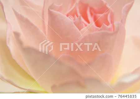 It is a close-up photo of a pink rose flower. 76445835