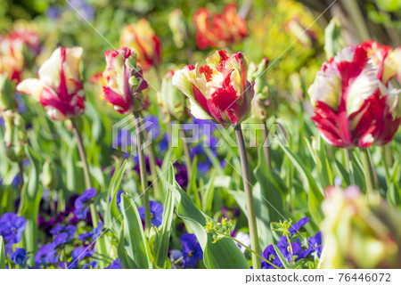 Tulip image Tulip image 76446072