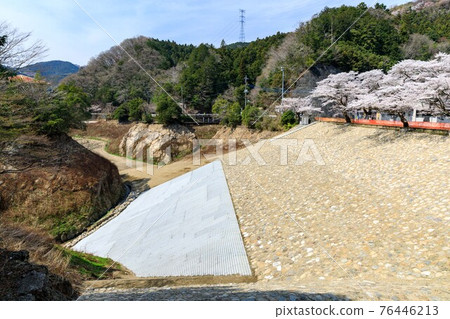 Moroyama Town, Saitama Prefecture, Kamakita Lake Earthquake-Resistant Works and Cherry Blossoms Moroyama Town, Saitama Prefecture, Kamakita Lake Earthquake-Resistant Works and Cherry Blossoms 76446213