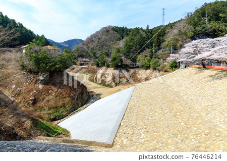 Moroyama Town, Saitama Prefecture, Kamakita Lake Earthquake-Resistant Works and Cherry Blossoms 76446214