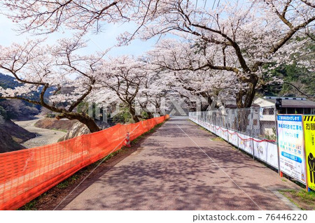 Moroyama Town, Saitama Prefecture, Kamakita Lake Earthquake-Resistant Works and Cherry Blossoms 76446220