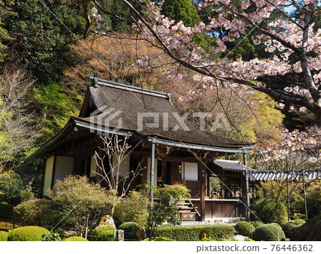京都大原一光院三木和櫻 京都大原一光院三木和櫻 76446362